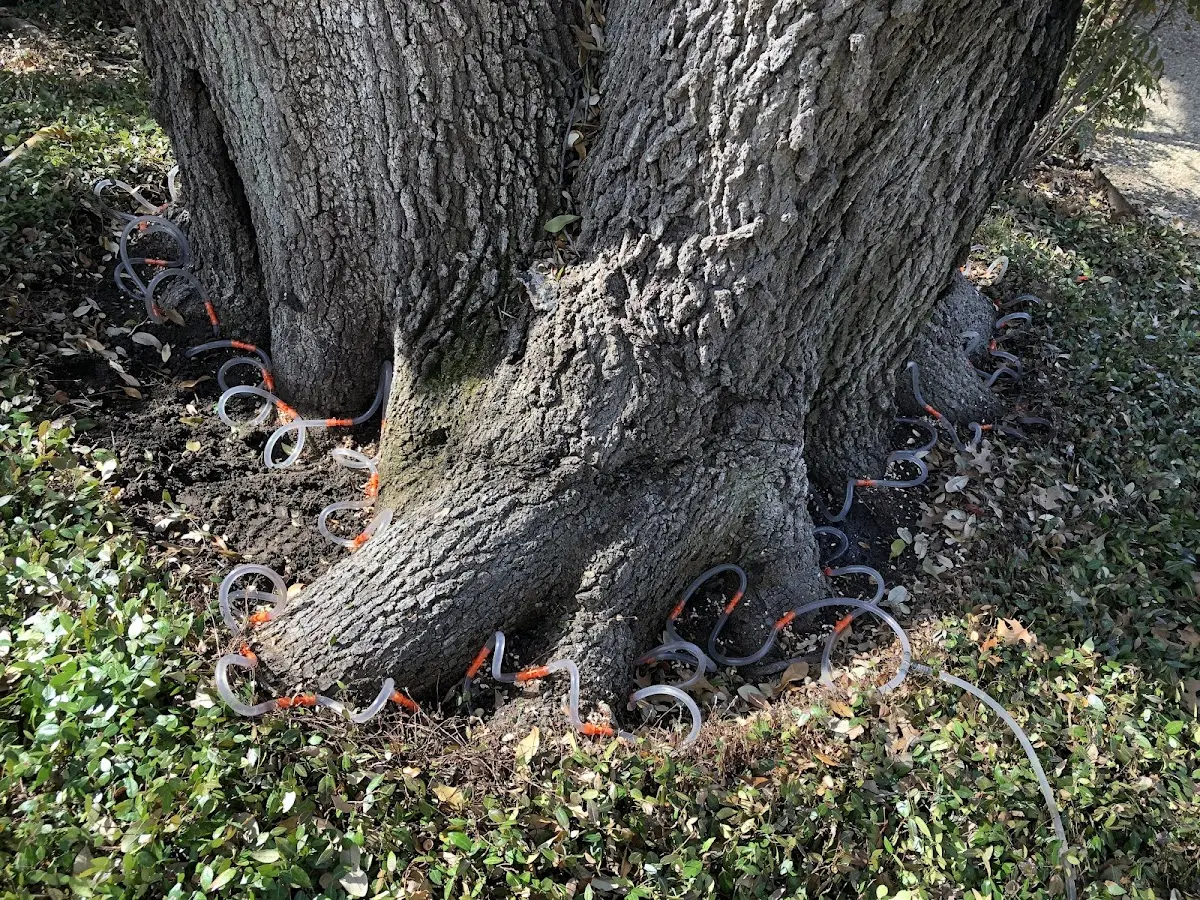 Detailed Tree Cabling and Bracing job site in Covesville