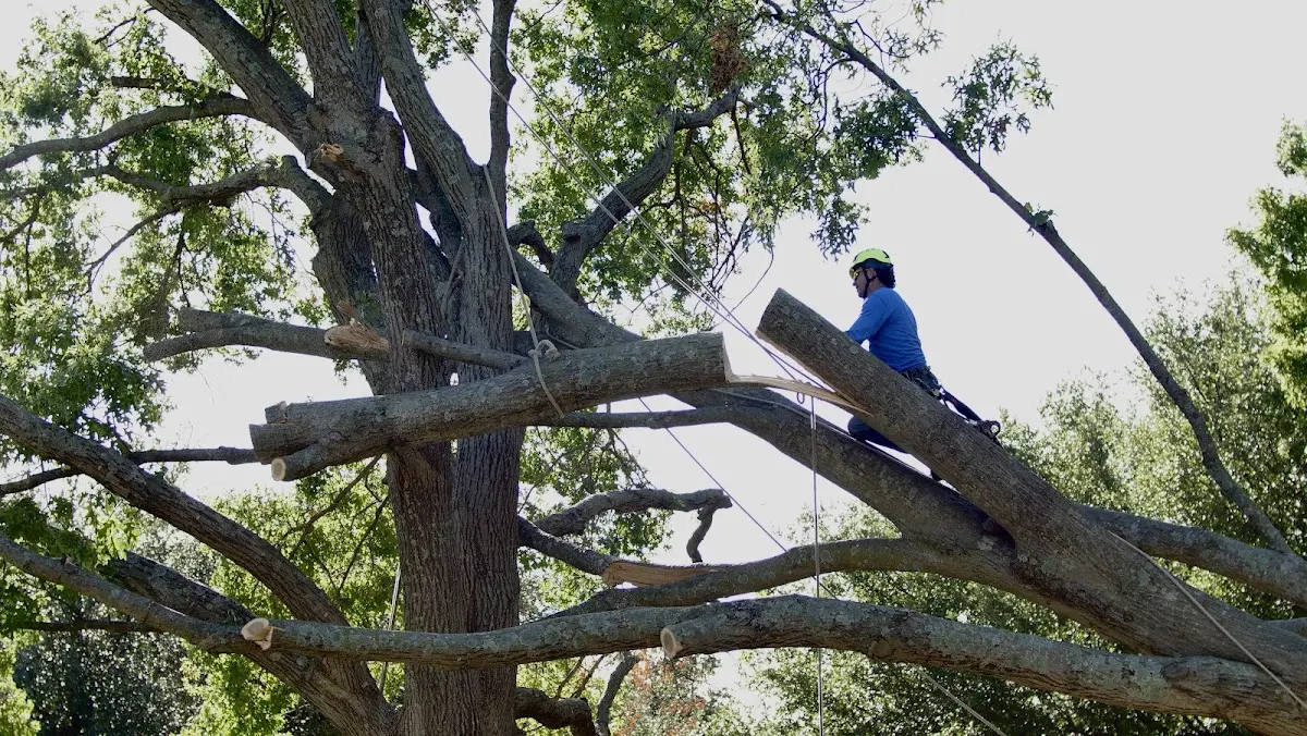 Professional Crown Thinning performed by certified arborists in Covesville